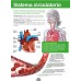 El cuerpo humano: libro educativo 23x31 cm, 32 páginas, a todo color
